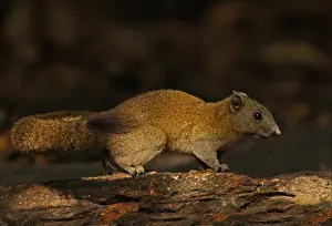Kaeng Krachan Prints: Grey-bellied Squirrel (Callosciurus caniceps) adult