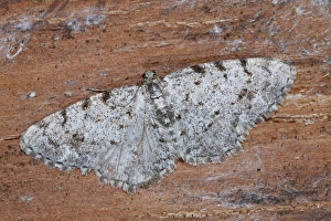 Geometridae Prints: Grey Birch Moth (Aethalura punctulata) adult, Powys, Wales, May
