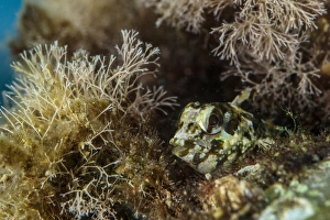 Grey Blenny (Paralipophrys trigloides) adult, Follonica, Gulf of Follonica, Grosseto Province, Tuscany, Italy, August