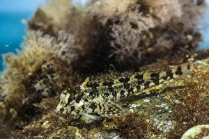 Grey Blenny (Paralipophrys trigloides) adult, Follonica, Gulf of Follonica, Grosseto Province, Tuscany, Italy, August