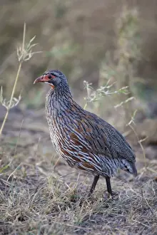 Grey-breasted Francolin (Pternistis rufopictus) adult, walking in savannah, Serengeti N. P. Tanzania, December