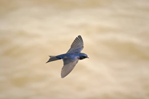 Martins Prints: Grey-breasted Martin (Progne chalybea) adult, in flight, Colonia, Uruguay, september
