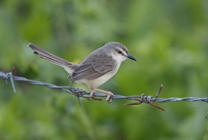 Prinia Prints: Grey-breasted Prinia (Prinia hodgsonii) adult, perched on barbed wire fence, Sri Lanka