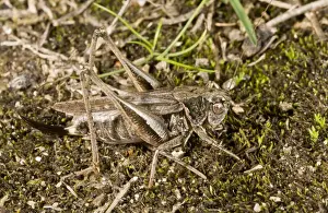 Heathland Prints: Grey Bush-cricket (Platycleis albopunctata) adult female