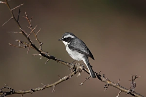 Bush Chat Prints: Grey Bushchat (Saxicola ferreus) adult male