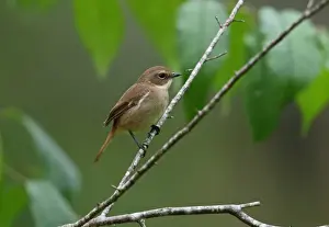 Grey Bushchat (Saxicola ferreus ferreus) adult female, perched on twig, Chiang Dao N. P
