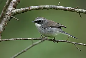 Thailand Prints: Grey Bushchat (Saxicola ferreus ferreus) adult male, perched on twig, Chiang Dao N. P