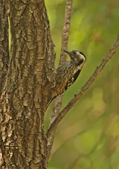 Grey-capped Pygmy Woodpecker (Yungipicus canicapillus scintilliceps) adult female, clinging to tree trunk, Beidaihe, Hebei, China, may