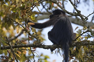 Sanctuary Prints: Grey-cheeked Mangabey (Lophocebus albigena) adult