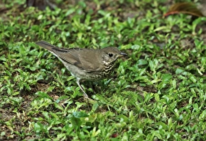 Thrush Prints: Grey-cheeked Thrush (Catharus minimus) adult