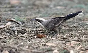 Gorge Prints: Grey-crowned Babbler (Pomatostomus temporalis) adult