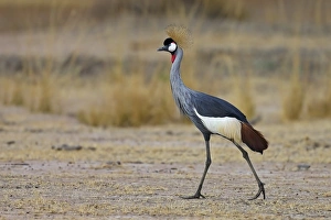 South Luangwa Prints: Grey Crowned-crane (Balearica regulorum) adult, walking, South Luangwa N. P. Zambia, June