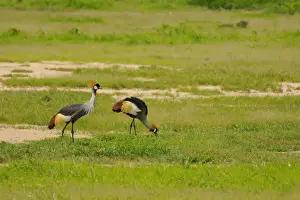 Crane Prints: Grey Crowned-crane (Balearica regulorum) adult pair