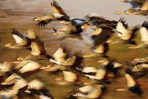 Blur Prints: Grey Crowned-crane (Balearica regulorum) flock