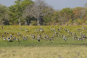 Grey Crowned-crane (Balearica regulorum) flock, standing on grassland habitat, South Luangwa N. P. Zambia, June
