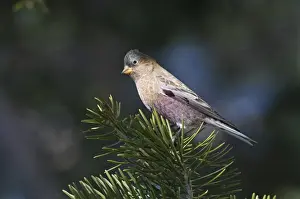 New Mexico Prints: Grey-crowned Rosy Finch (Leucosticte tephrocotis) adult