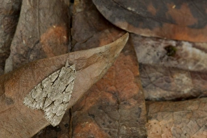 Grey Dagger Moth (Acronicta psi) adult, Sheffield, South Yorkshire, England, July