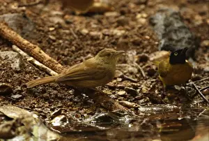 Kaeng Krachan Prints: Grey-eyed Bulbul (Iole propinqua) and Black-crested Bulbul (Pycnonotus melanicterus) adults