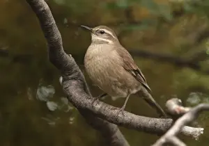 Furnariids Prints: Grey-flanked Cinclodes (Cinclodes oustaleti) adult
