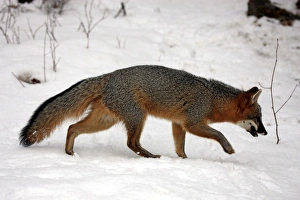 Montana Prints: Grey Fox (Urocyon cinereoargenteus) adult