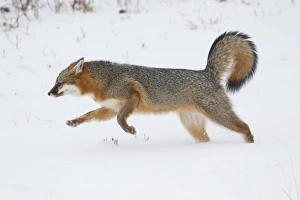 Grey Fox (Urocyon cinereoargenteus) adult, running in snow, Minnesota, U. S. A. January (captive)