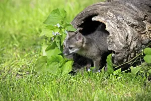 Grey Fox (Urocyon cinereoargenteus) nine-weeks old cub, in hollow log, Montana, U. S. A. june (captive)