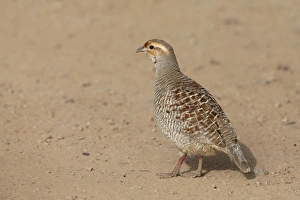 Ranthambore Prints: Grey Francolin (Francolinus pondicerianus) adult