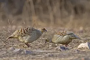 Grey Francolin (Francolinus pondicerianus) adult pair, foraging on ground, Northern India, january