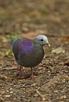 Pigeon Prints: Grey-fronted Quail-dove (Geotrygon caniceps) adult