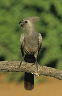 Turaco Prints: Grey Go-away-bird (Corythaixoides concolor) adult