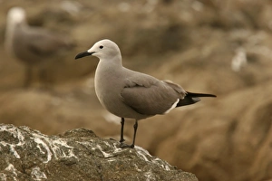 Grey Prints: Grey Gull (Leucophaeus modestus) adult, standing on rock, Arica, Northern Chile, november