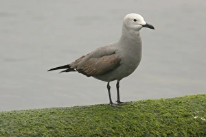 Grey Prints: Grey Gull (Leucophaeus modestus) immature