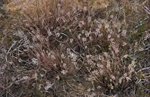 Gramineae Prints: Grey Hair-Grass (Corynephorus canescens) Wangford Warren- Suffolk Wildlife Trust