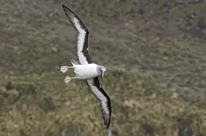 Subantarctic Prints: Grey-headed Albatross (Diomedea chrysostoma) adult
