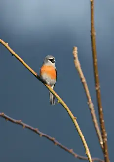 Grey-headed Bullfinch (Pyrrhula erythaca erythaca) adult male, perched in bare tree, Eaglenest Wildlife Sanctuary, Arunachal Pradesh, India, january
