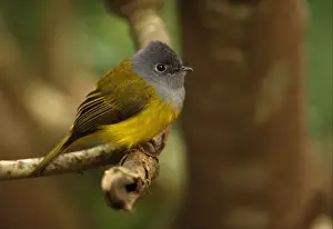 Grey Headed Prints: Grey-headed Canary-flycatcher (Culicicapa ceylonensis) adult