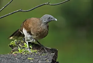 Central America Prints: Grey-headed Chachalaca (Ortalis cinereiceps) adult