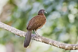 Central America Prints: Grey-headed Chachalaca (Ortalis cinereiceps) adult, perched on branch, Ecuador, April