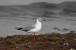 Gulls Prints: Grey-headed Gull (Chroicocephalus cirrocephalus) adult