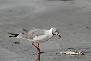 Scavenge Prints: Grey-headed Gull (Larus cirrocephalus) adult