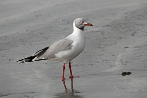 Grey-headed Gull (Larus cirrocephalus) adult, standing on beach, Gambia, january