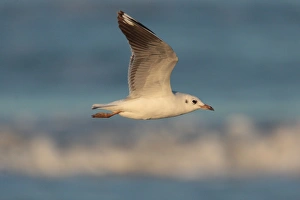 Grey Headed Prints: Grey-headed Gull (Larus cirrocephalus) immature