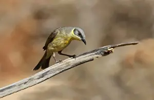 Gorge Prints: Grey-headed Honeyeater (Lichenostomus keartlandi) adult