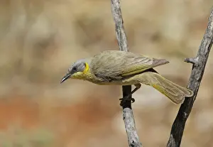 Grey-headed Honeyeater (Lichenostomus keartlandi) adult, perched on twig, Ormiston Gorge, West MacDonnell N. P