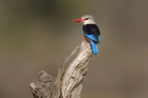 Grey-headed Kingfisher (Halcyon leucocephala) adult, perched on branch, Samburu National Reserve, Kenya, August