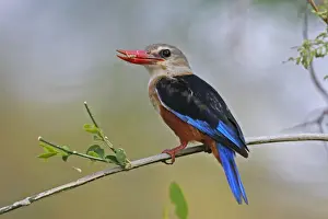 Grey-headed Kingfisher (Halcyon leucocephala) adult male, with grasshopper in beak, perched on stem, Samburu, Kenya