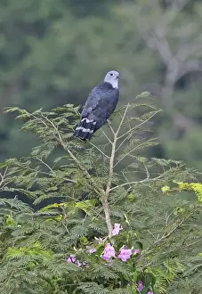 Kites Prints: Grey-headed Kite (Leptodon cayanensis cayanensis) adult