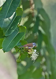 Parrotbill Prints: Grey-headed Parrotbill (Paradoxornis gularis transfluvialis) adult
