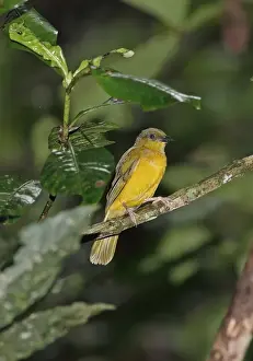 Grey-headed Tanager (Eucometis penicillata cristata) immature, perched on twig, Pipeline Road, Panama, November