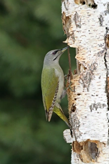 Wood Pecker Prints: Grey-headed Woodpecker (Picus canus) adult female